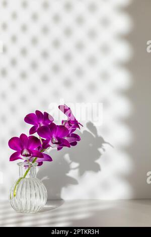 Fleurs d'orchidées violettes dans un vase en verre avec motif de losange contrasté ombre du rideau de fenêtre, pièce blanche. Intérieur Banque D'Images
