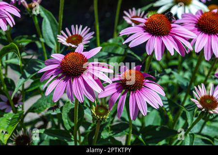 Le splendide confleur pourpre dans sa fleur maximale Banque D'Images