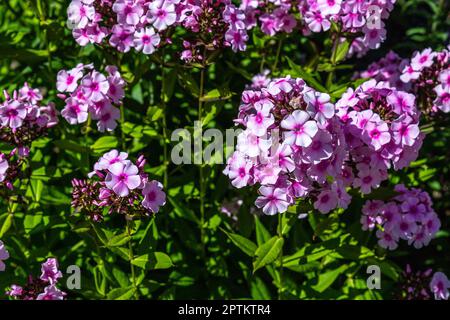 Magnifique fleur pourpre du Phlox pleurant en pleine fleur Banque D'Images