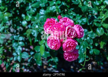Le rosy Splendid s'est levé dans sa fleur maximale Banque D'Images