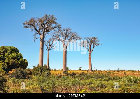 Herbe, petits arbustes poussant sur des terres plates, grands baobabs à distance, paysage typique de Madagascar sont région près de Maninday Banque D'Images
