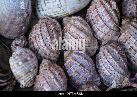 Divers coquillages naturels exposés sur le marché de souvenirs de la rue Banque D'Images