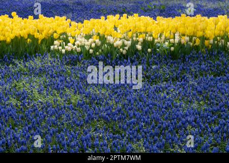 Printemps tulipes et jacinthes colorées dans le parc Banque D'Images