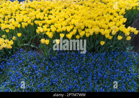 Printemps tulipes et jacinthes colorées dans le parc Banque D'Images