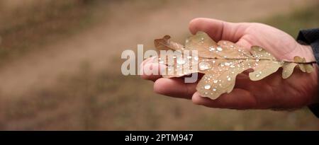 Feuille d'automne dans la main de l'homme. Feuille avec des gouttes de rosée gros plan sur la paume humaine. Saison d'automne. Ambiance automnale, en saison. Feuille de chêne déchu. Beige naturel. Pastel neu Banque D'Images
