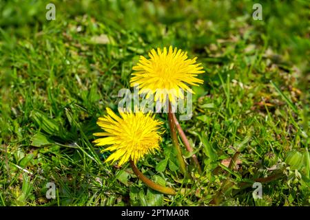 pissenlit jaune dans l'herbe Banque D'Images