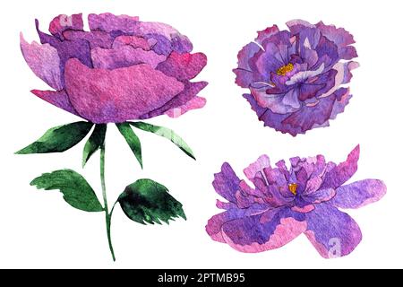 Illusration de pion aquarelle isolée.fleur de pivoine peinte en aquarelle.pivoines aquarelle clipart Banque D'Images