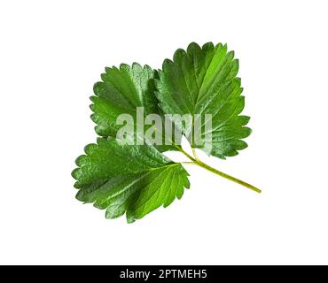 Les feuilles de fraise isolées sur fond blanc incluent un chemin d'écrêtage. Feuille de fraise verte. Banque D'Images