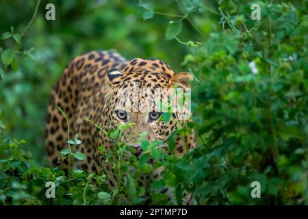 léopard ou panthère mâle sauvage ou panthera pardus fusca face à gros plan dans la saison verte de mousson naturelle pendant le safari dans la jungle en plein air dans la forêt de l'inde Banque D'Images