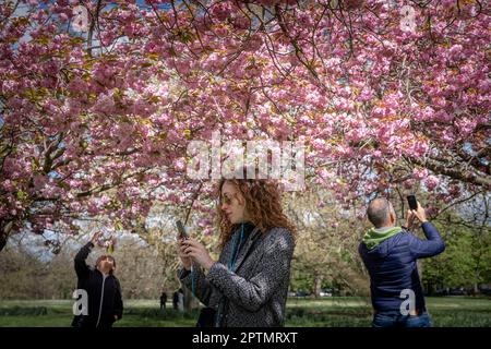 Londres, Royaume-Uni. 28th avril 2023. Météo au Royaume-Uni : les visiteurs apprécient le pic de floraison de Cherry Blossom à Greenwich Park pendant un vendredi matin ensoleillé. Credit: Guy Corbishley/Alamy Live News Banque D'Images