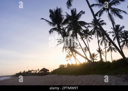 Palmiers au coucher du soleil, Tangalle, Province du Sud, Sri Lanka Banque D'Images