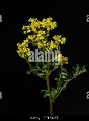 Weinraute, Ruta graveolens, ist eine wichtige Heilpflanze gelbgruenen Blueten mit. Sie ist eine Staude und wird auch in der Kueche und als dans Gewuerz Banque D'Images