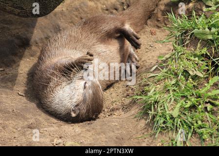 Loutre asiatique à petites lamelles Banque D'Images