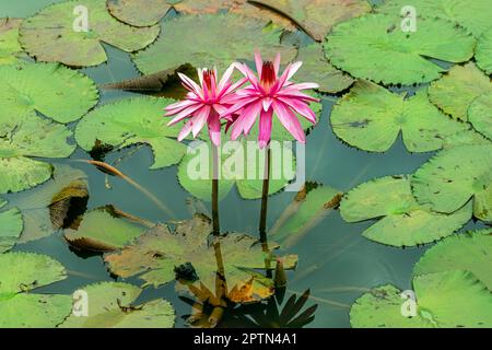 Lotus frowers, Adda Heights Town Park est un parc communautaire à Johor Bahru améliore un beau lac au milieu, avec des routes bien entretenues et des installations Banque D'Images