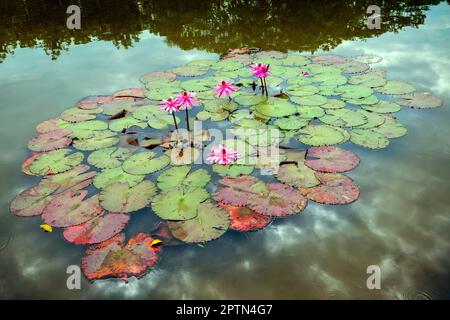 Lotus frowers, Adda Heights Town Park est un parc communautaire à Johor Bahru améliore un beau lac au milieu, avec des routes bien entretenues et des installations Banque D'Images