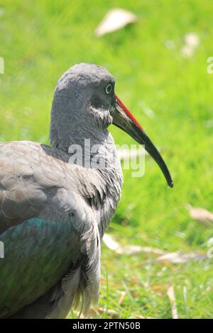 Ibis hagedash Banque D'Images
