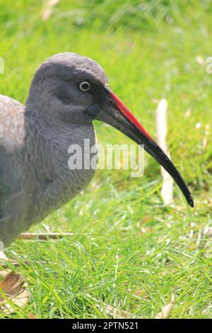 Ibis hagedash Banque D'Images
