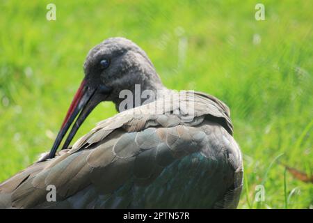 Ibis hagedash Banque D'Images