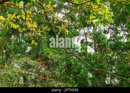 Kingfisher perching sur l'agence. Adda Heights Town Park est un parc communautaire à Johor Bahru améliore un beau lac au milieu, avec bien entretenu Banque D'Images