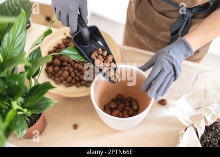 Gros plan des mains de jardinier ajoutant des galets dans la cuve pour transplanter la plante de maison Banque D'Images