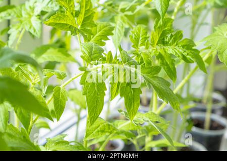 Plants de tomate. Les plantes poussent à partir de graines. Jardinage concept de passe-temps. Banque D'Images