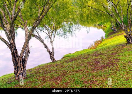 Adda Heights Town Park est un parc communautaire à Johor Bahru améliore un beau lac au milieu, avec des routes bien entretenues et des installations telles que to Banque D'Images