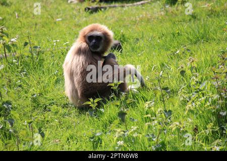 Gibbon à joues jaunes Banque D'Images