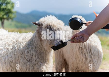 Gros plan des moutons nourrissant les mains sur la prairie extérieure. Moutons dans la ferme de campagne. Banque D'Images