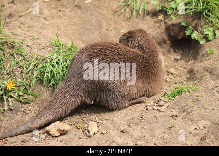 Loutre asiatique à petites lamelles Banque D'Images