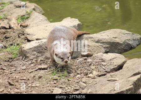 Loutre asiatique à petites lamelles Banque D'Images