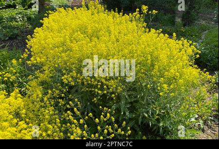 Faerberwaid, Isatis tinctoria ist eine Faerberpflanze und wird in der Medizin als Arzneimittel verwendet. Dyer woad, Isatis tinctoria est une plante de colorant a Banque D'Images