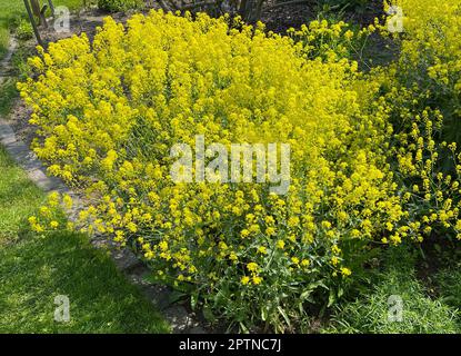 Faerberwaid, Isatis tinctoria ist eine Faerberpflanze und wird in der Medizin als Arzneimittel verwendet. Dyer woad, Isatis tinctoria est une plante de colorant a Banque D'Images