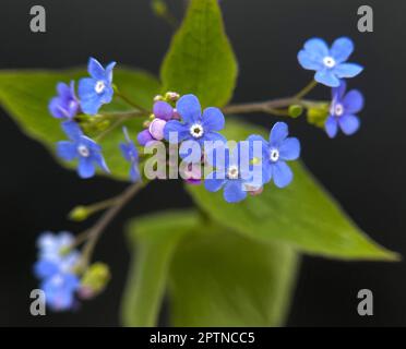 Gedenkemein, Omphalodes verna ist eine Bodendeckerpflanze im Fruejahr mit schoenen blauen Blueten. N'oubliez pas qu'Omphalodes verna est une plante de couverture de sol Banque D'Images