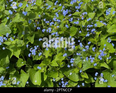 Gedenkemein, Omphalodes verna ist eine Bodendeckerpflanze im Fruejahr mit schoenen blauen Blueten. N'oubliez pas qu'Omphalodes verna est une plante de couverture de sol Banque D'Images