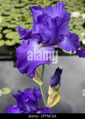 Iris, Die Schwertlie ist eine wachsende sauvage Blume mit blauen Bluten. L'iris est une fleur sauvage avec des fleurs bleues. Banque D'Images