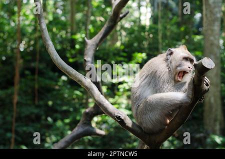 Bali et Ubud Indonésie y compris la forêt de singes ubud Banque D'Images