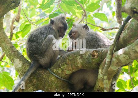Bali et Ubud Indonésie y compris la forêt de singes ubud Banque D'Images