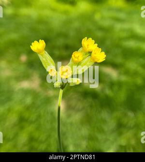 Schluesselblume, Primula veris, officinalis, ist eine Heilpflanze mit schoenen gelben Blueten und waechst Wild. Cowslip, Primula veris, officinalis, i Banque D'Images