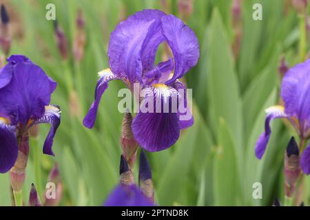 Iris, Die Schwertlie ist eine wachsende sauvage Blume mit blauen Bluten. L'iris est une fleur sauvage avec des fleurs bleues. Banque D'Images