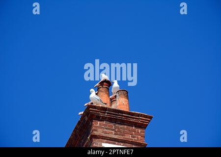 Trois mouettes assises sur des pots de cheminée, Sidmouth, Devon, Royaume-Uni, Europe, Banque D'Images