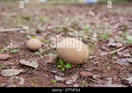 Champignons Puffball ou lycoperdon. Vue du sol Banque D'Images