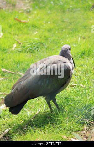 Ibis hagedash Banque D'Images