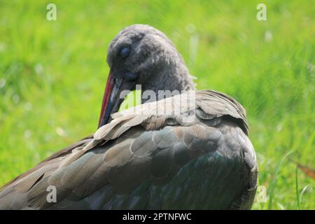 Ibis hagedash Banque D'Images
