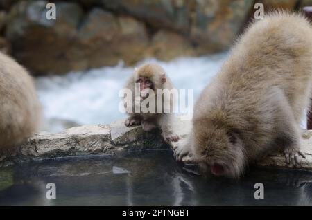 Jeune macaque japonais Macaca fuscata et eau potable adulte dans une piscine de source chaude. Parc des singes Jigokudani. Parc national Joshinetsu Kogen. Japon. Banque D'Images