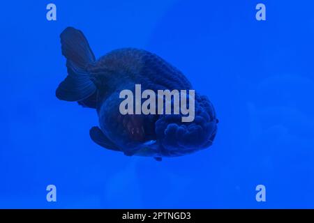 Les poissons rouges dans l'armoire sur fond bleu. Banque D'Images