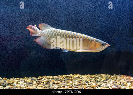 Le poisson arowana dans le cabinet. C'est un poisson charmant. Banque D'Images