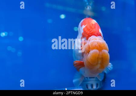 Les poissons rouges dans l'armoire sur fond bleu. Banque D'Images