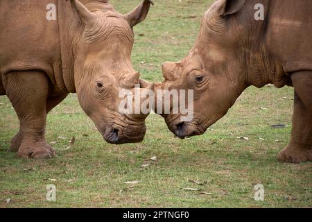 Deux rhinocéros se faisant face l'un à l'autre de la tête à la tête. Herbe, détail corne, tête, rage, défi, puissance Banque D'Images