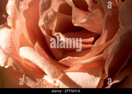 un bouquet bellissimo di fiori con una rosa e tulipani. fiori per le celebrazioni o poremiazioni Banque D'Images