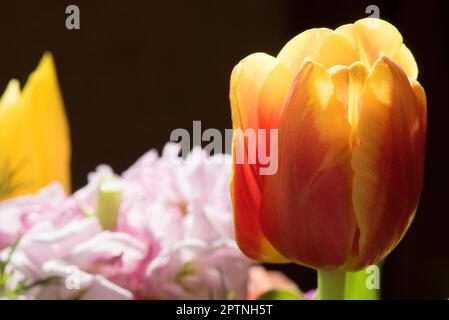 un bouquet bellissimo di fiori con una rosa e tulipani. fiori per le celebrazioni o poremiazioni Banque D'Images